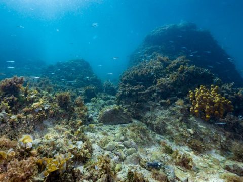 Snorkeling u Funtani: Bijela uvala